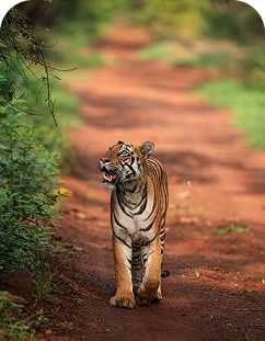 Tiger in forest at Parambikulam