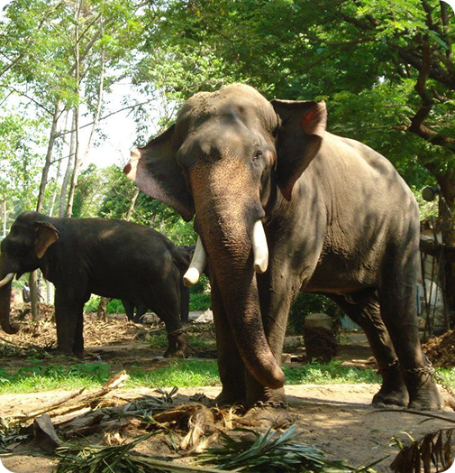 Elephants at Topslip