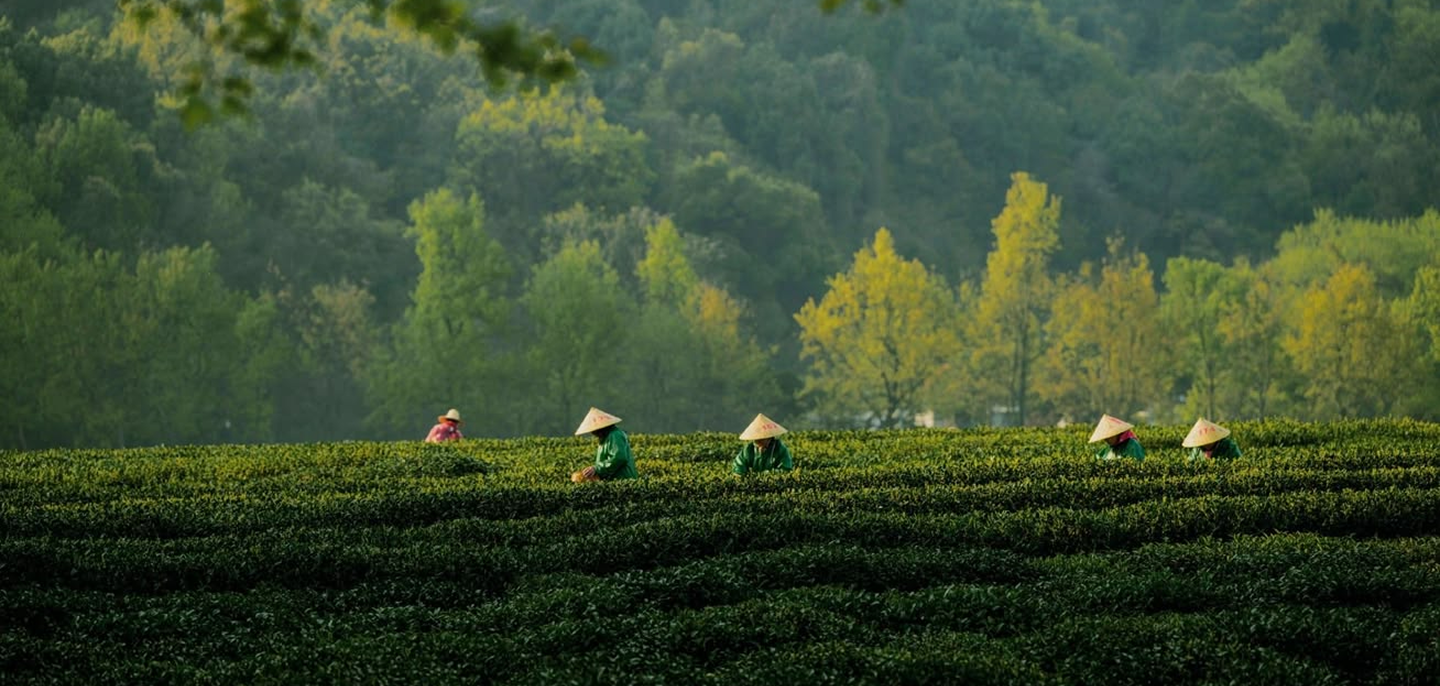 Valparai tea hills